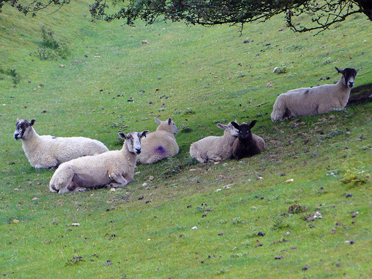 Sheep avail themselves of the tree canopy