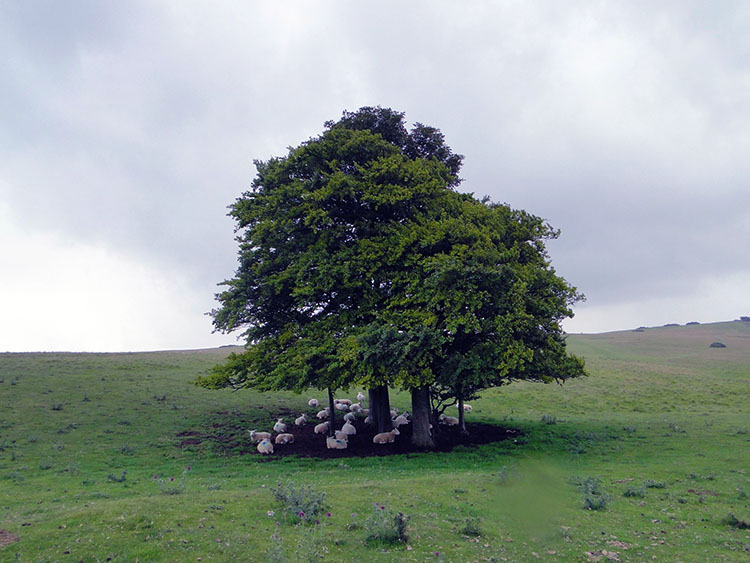 Sheep take shelter under an isolated tree