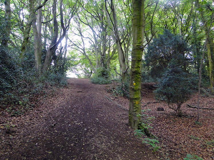 The climb of Cooper's Hill is through woodland