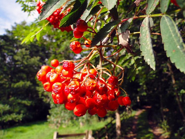Brilliant Berries