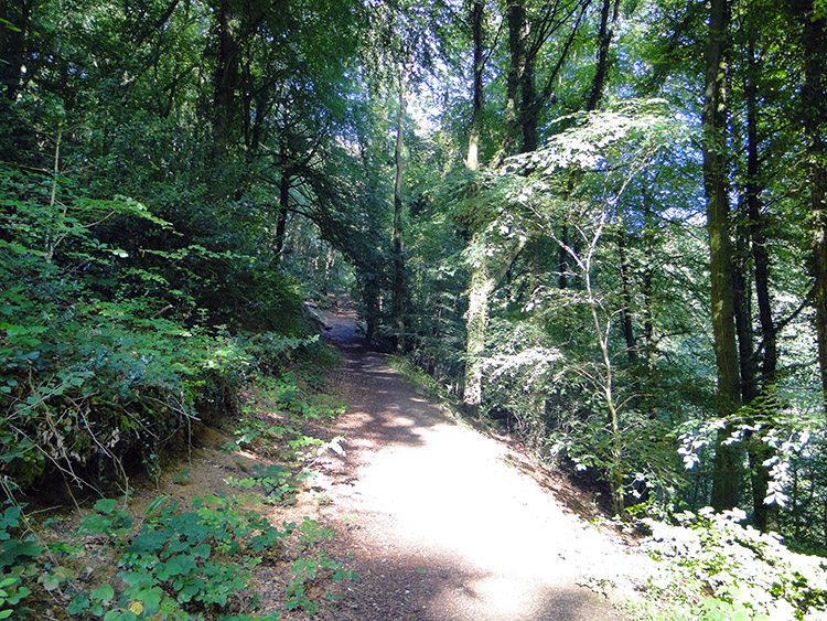 Ascending through woodland to Stinchcombe Hill