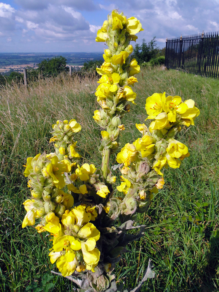 Beautiful wild yellow flower