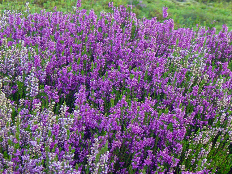 Heather blossom on Barden Fell