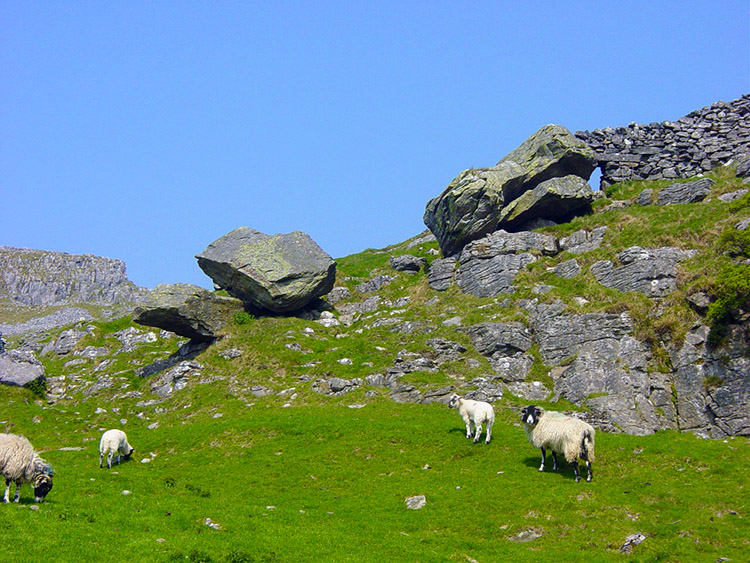 Erratic sheep