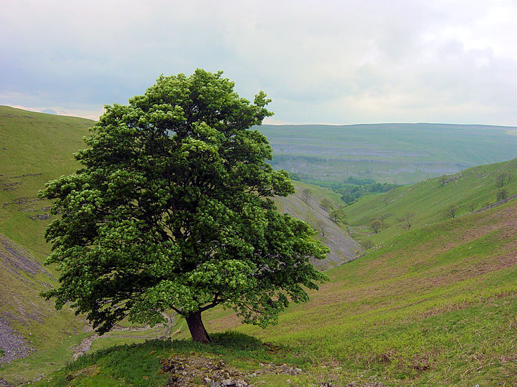 Dowber Gill