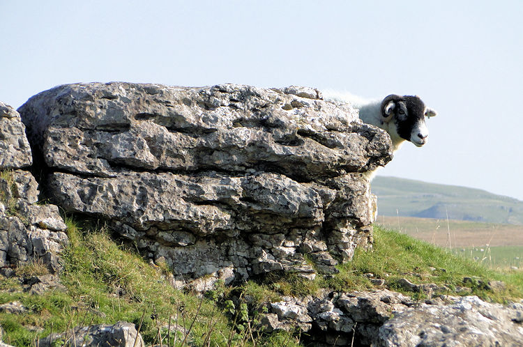 Swaledale Sheep in Limestone