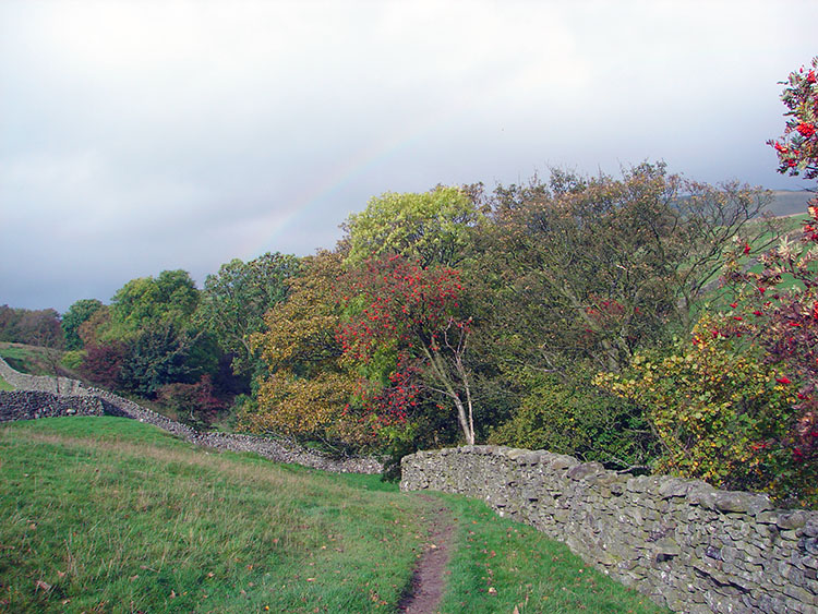 Autumn colour in woodland near Helm