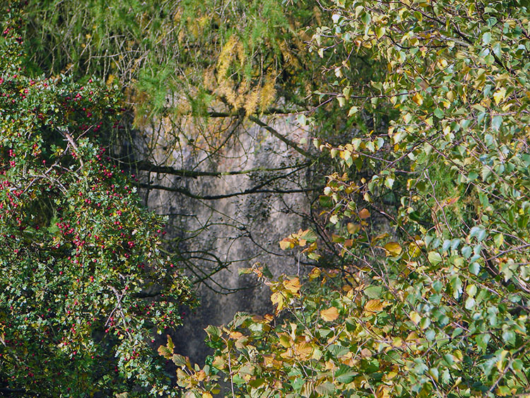 Secluded Whitfield Force just seen through the trees