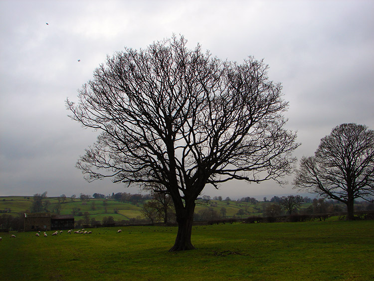 Statuesque tree