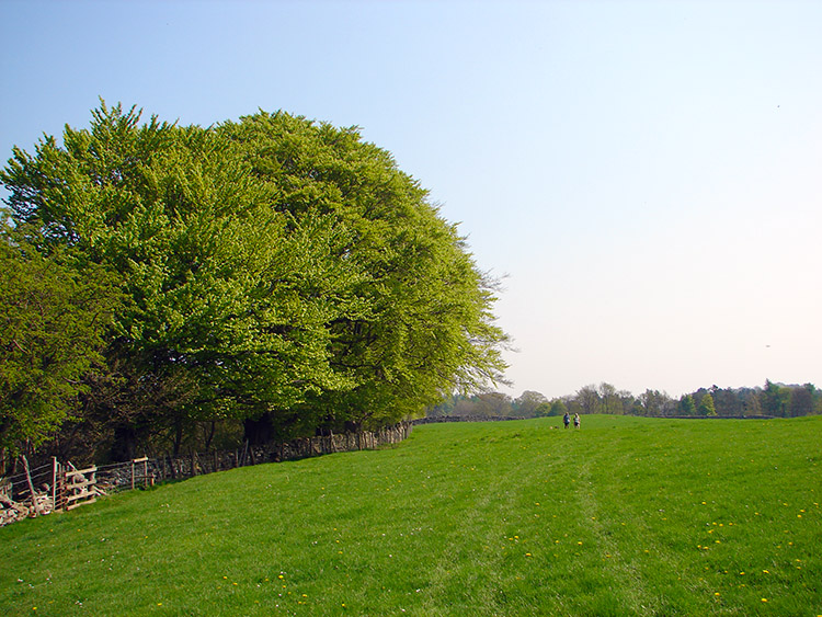 Walking in beautiful Wensleydale countryside