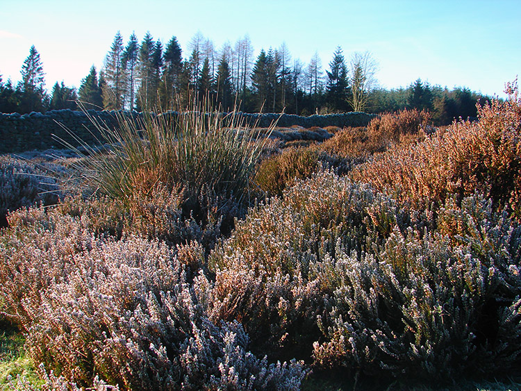 Shimmering heather on Barden Fell