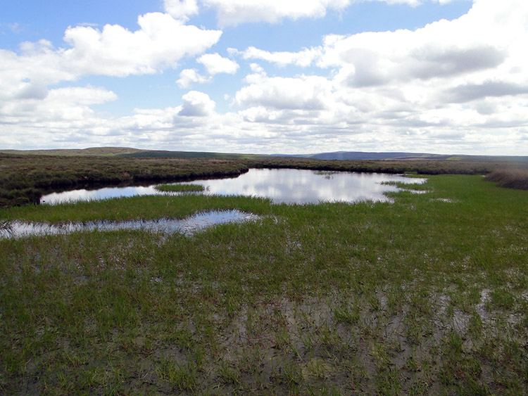 Ten End Peat Ground