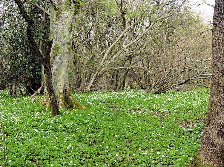 Flower blanket in Freeholders Wood