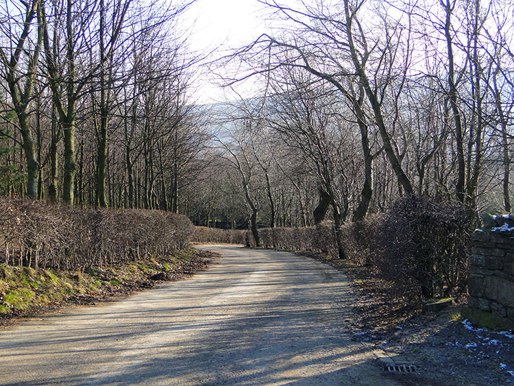 Tree lined roadside walking from the moor to Tupgill Park