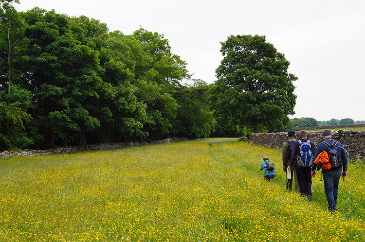 Walking through meadow above Brough Scar