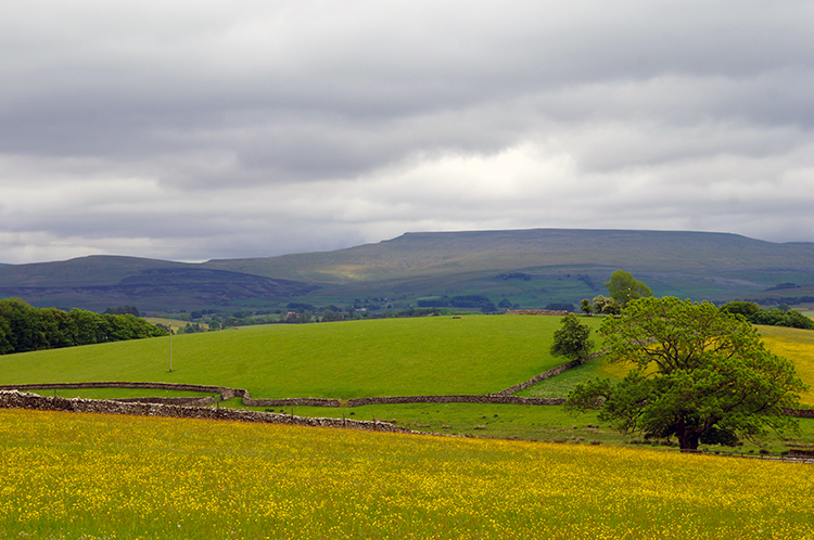 Buttercup meadow