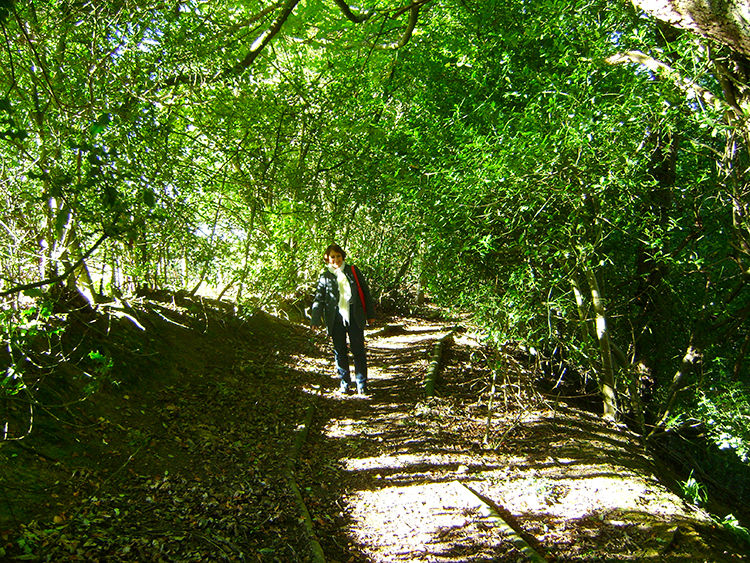 Lil enjoying the woodland trail