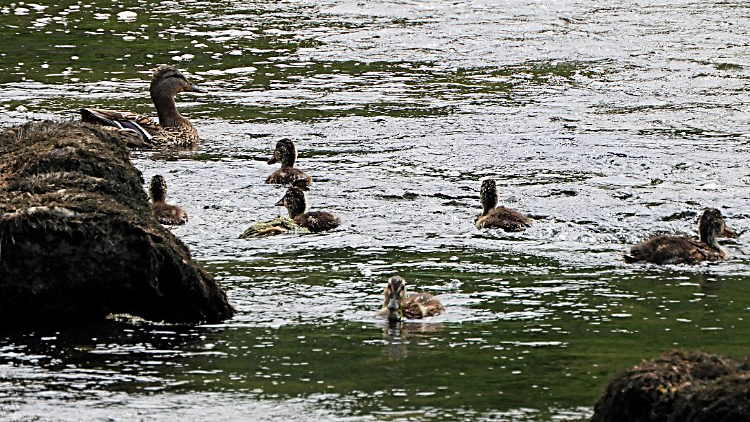 Family outing on the Wharfe