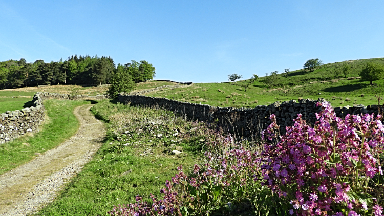 Bluebell Hill