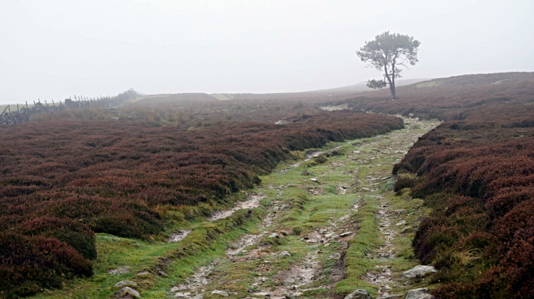 Path on Fremington Edge