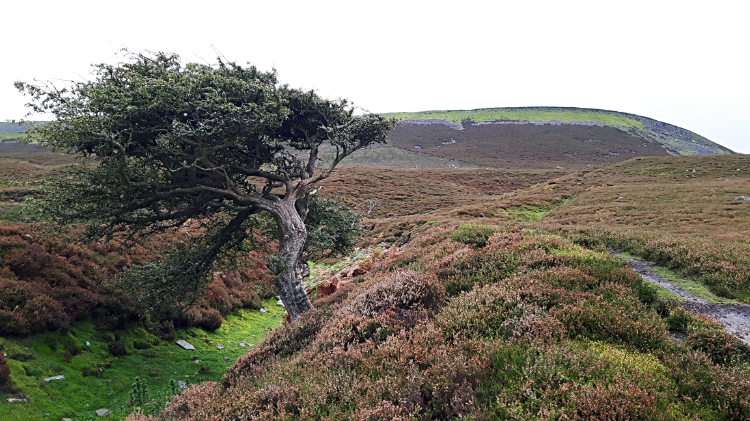 Hawthorn in the sunken ditch of Maiden Castle