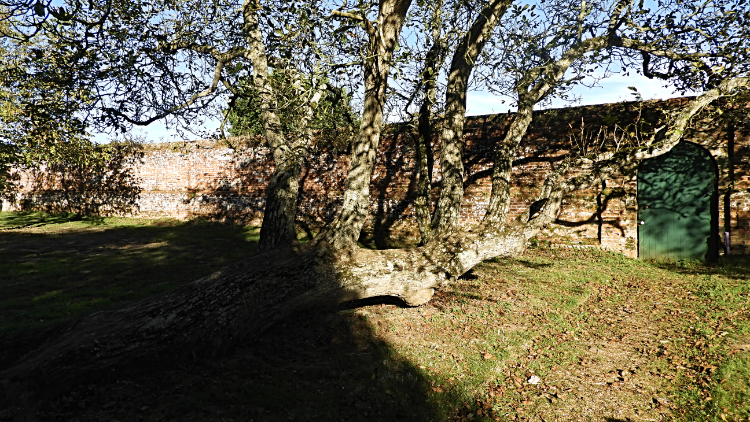 Horizontal tree next to the walled garden