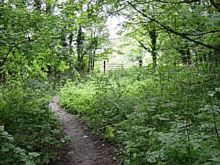 Woodland in Elloughton Dale