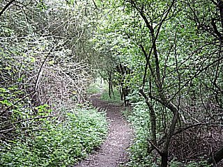 Leave the road to enter woods near South Wold