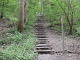 Step off the road into Wauldby Gates Plantation