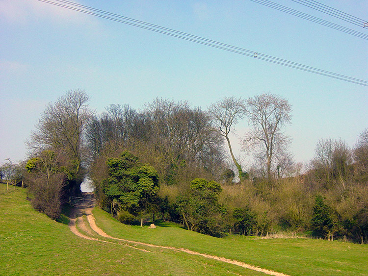 Approaching Folly Wood