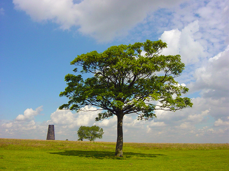 Windmill and Tree on Beverley Westwood