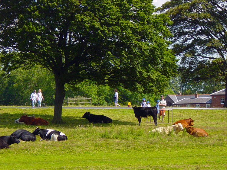 Cows enjoying the right to graze