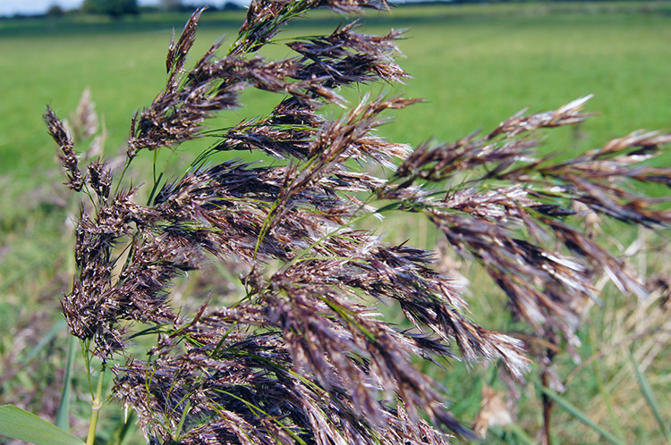 Grasses turning to seed