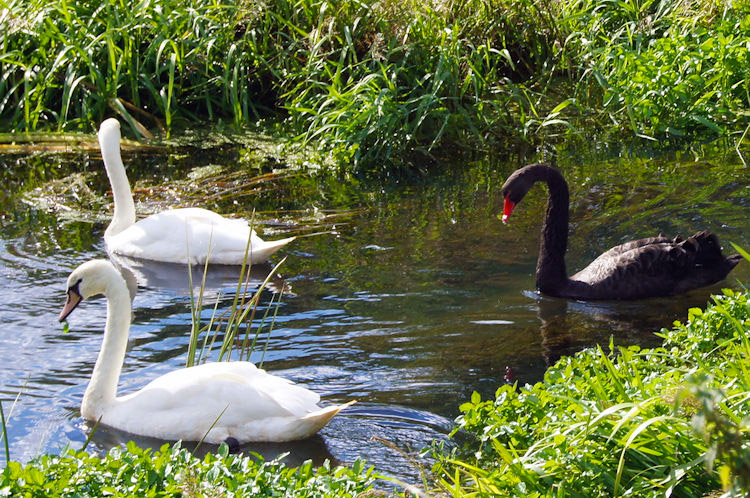 White Swans and Black Swan near Church Bridge