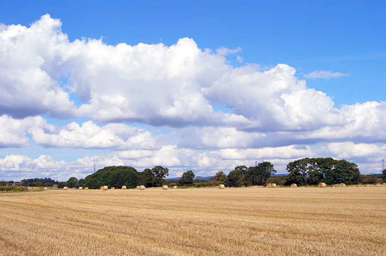 A beautiful day for a walk