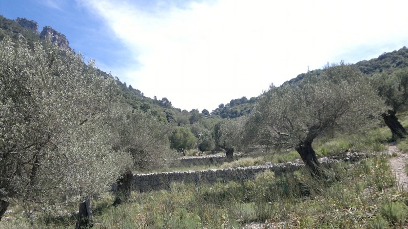 Olive trees groves