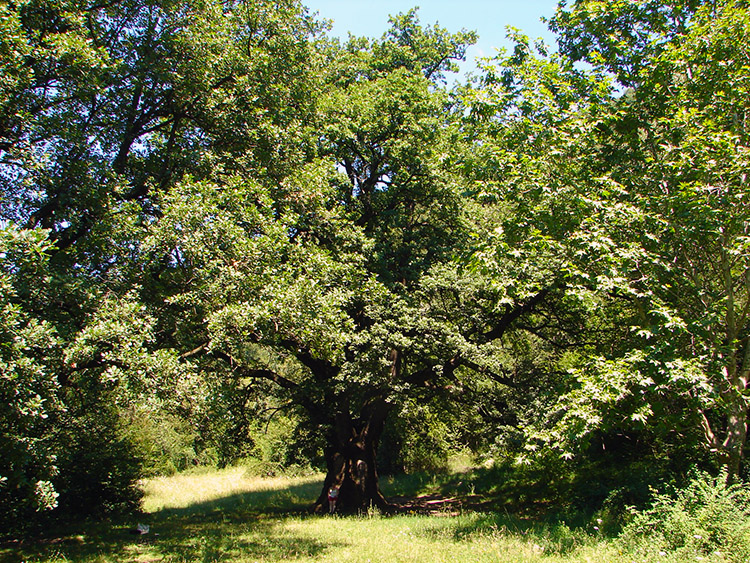 Il Rogolone Oak Tree