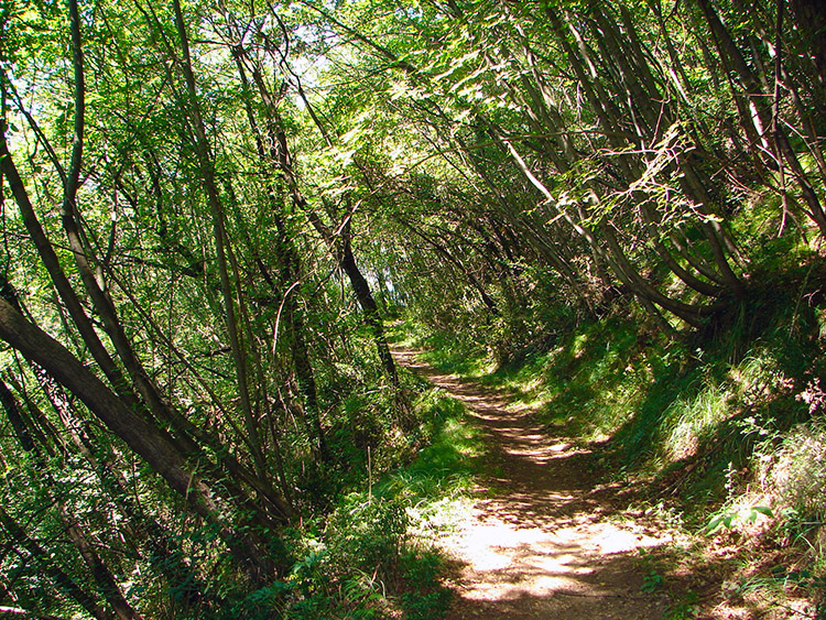 The woodland track from Rogolone to Bosco Impero