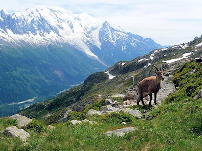 Inquisitive Ibex