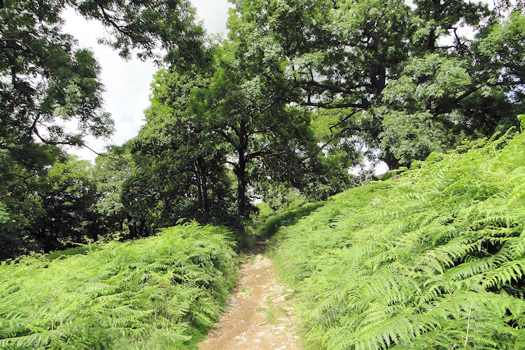 The path from High Force to Gowbarrow Fell