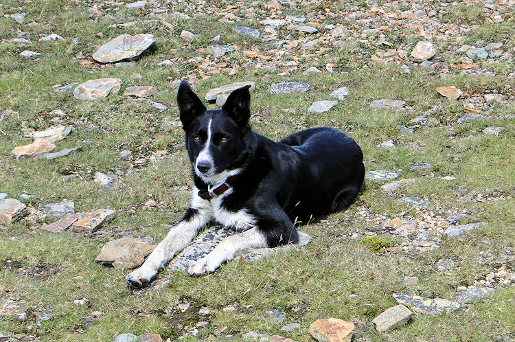 The Good Samaritan Sheepdog