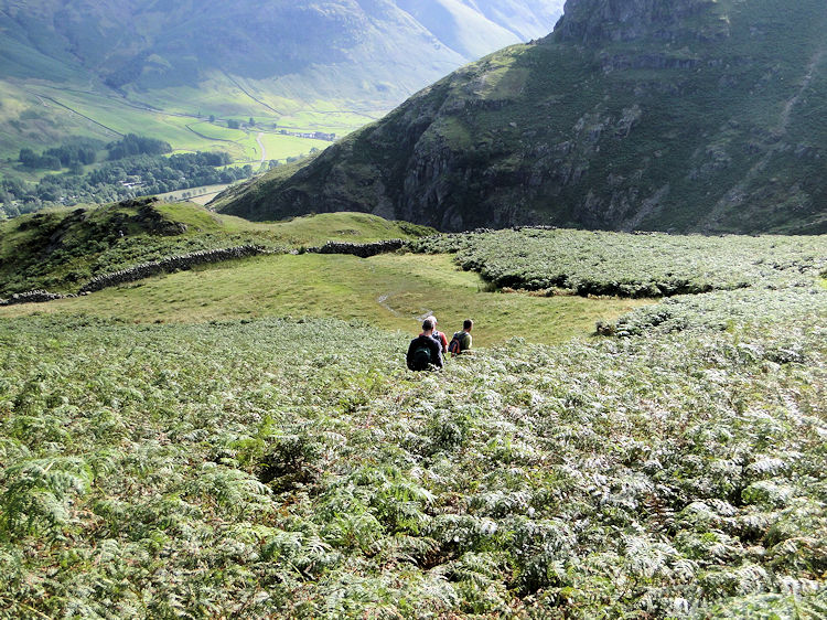 Walking through the field of ferns