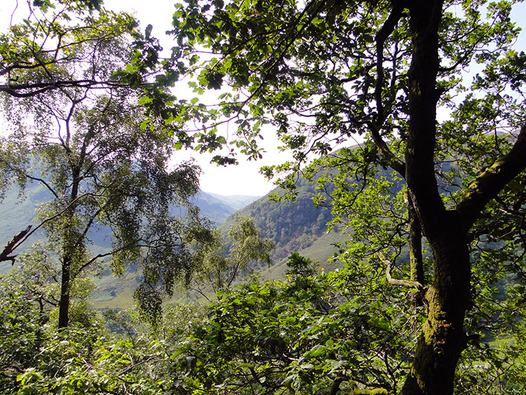 In the tree canopy approaching Lingy End