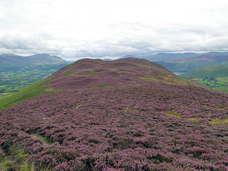 The heather covered whaleback of Barrow