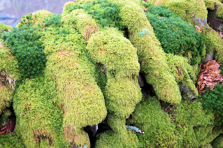 Moss on drystone wall at Rough Intake