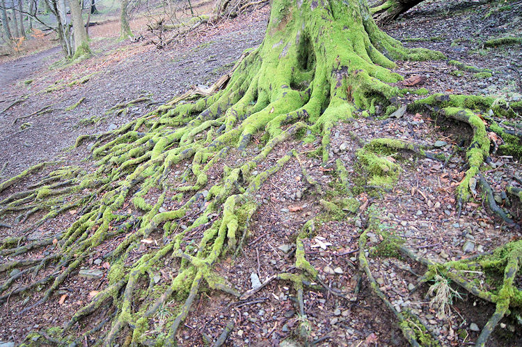 Moss covered tree roots at Steps End