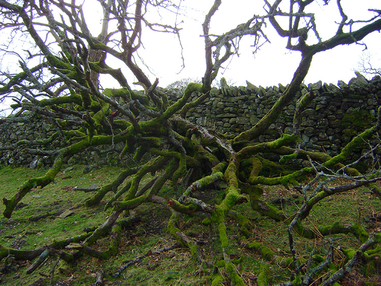 A jumble of branches