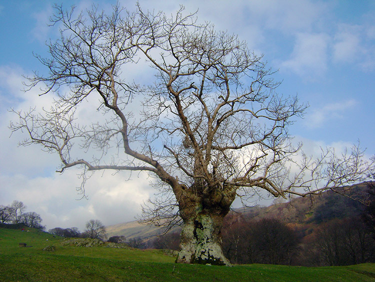 Majestic tree near Low Sweden Bridge