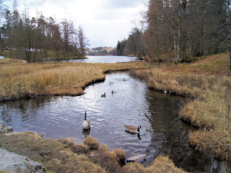 Tarn Hows, north side