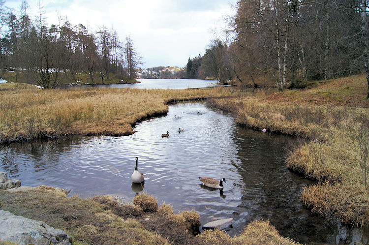 Tarn Hows attracts lots of wildlife